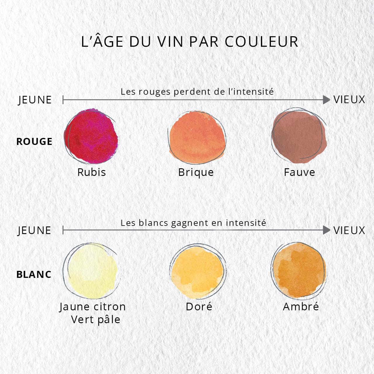 Évolution de la couleur et la teinte du vin en fonction de son âge. Évolution de la couleur et la teinte du vin en fonction de son âge.