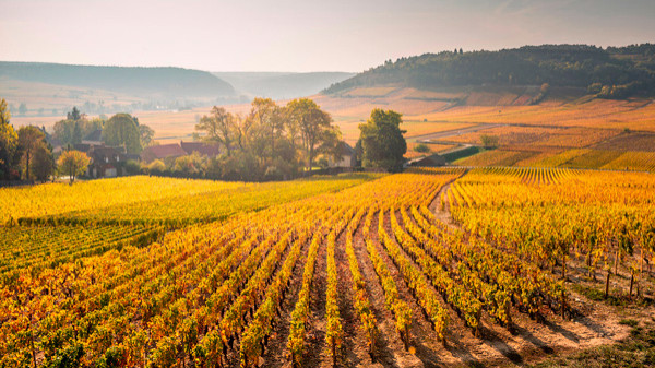 Des moines commencèrent à classer les vignobles de Bourgogne Côte d'Or dès le XIIe siècle.