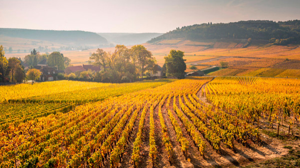 Des moines commencèrent à classer les vignobles de Bourgogne Côte d'Or dès le XIIe siècle. Des moines commencèrent à classer les vignobles de Bourgogne Côte d'Or dès le XIIe siècle.