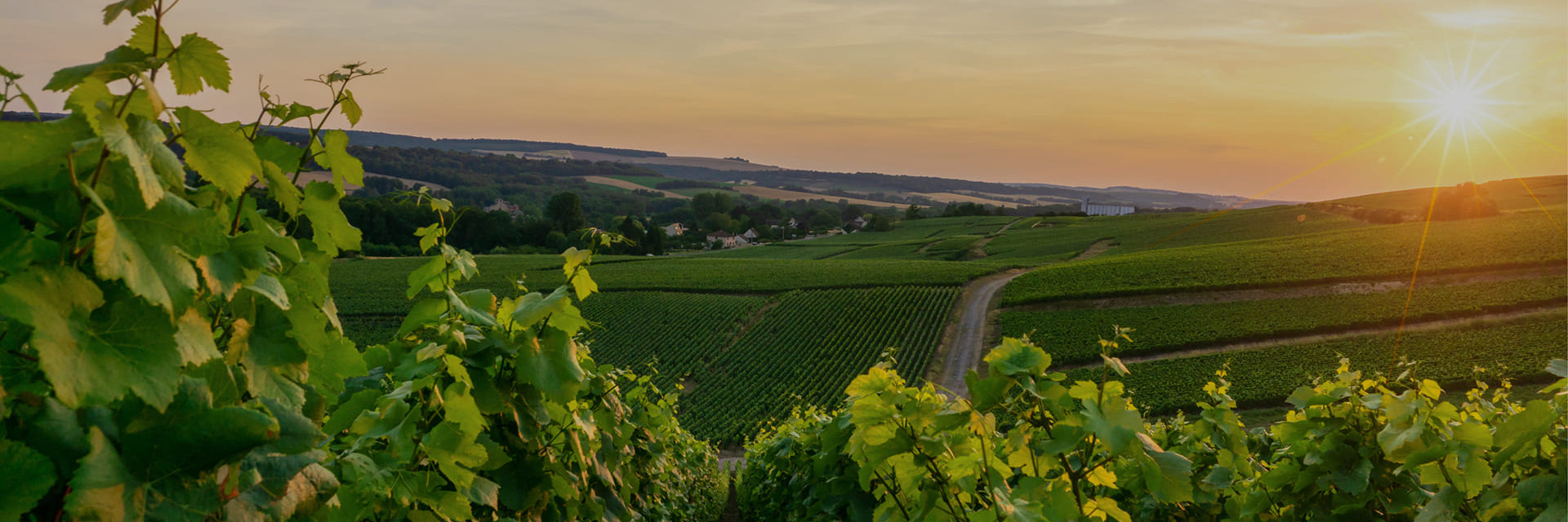 Comment protéger vos vins pendant les chaleurs estivales ?