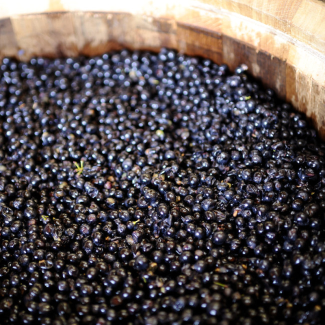 Que sont les tanins dans le vin ? Article blog EuroCave tout savoir sur le vin. Que sont les tanins dans le vin ? Article blog EuroCave tout savoir sur le vin.