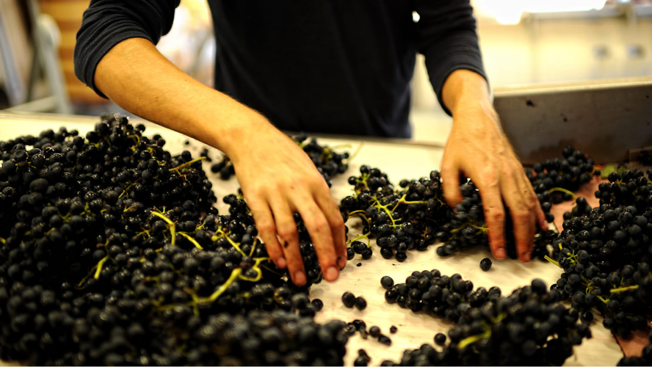 Photo du tri des raisins pendant les vendanges. Les tanins se trouvent dans les raisins, plus précisément dans leurs peaux, pépins et rafles. Photo du tri des raisins pendant les vendanges. Les tanins se trouvent dans les raisins, plus précisément dans leurs peaux, pépins et rafles.